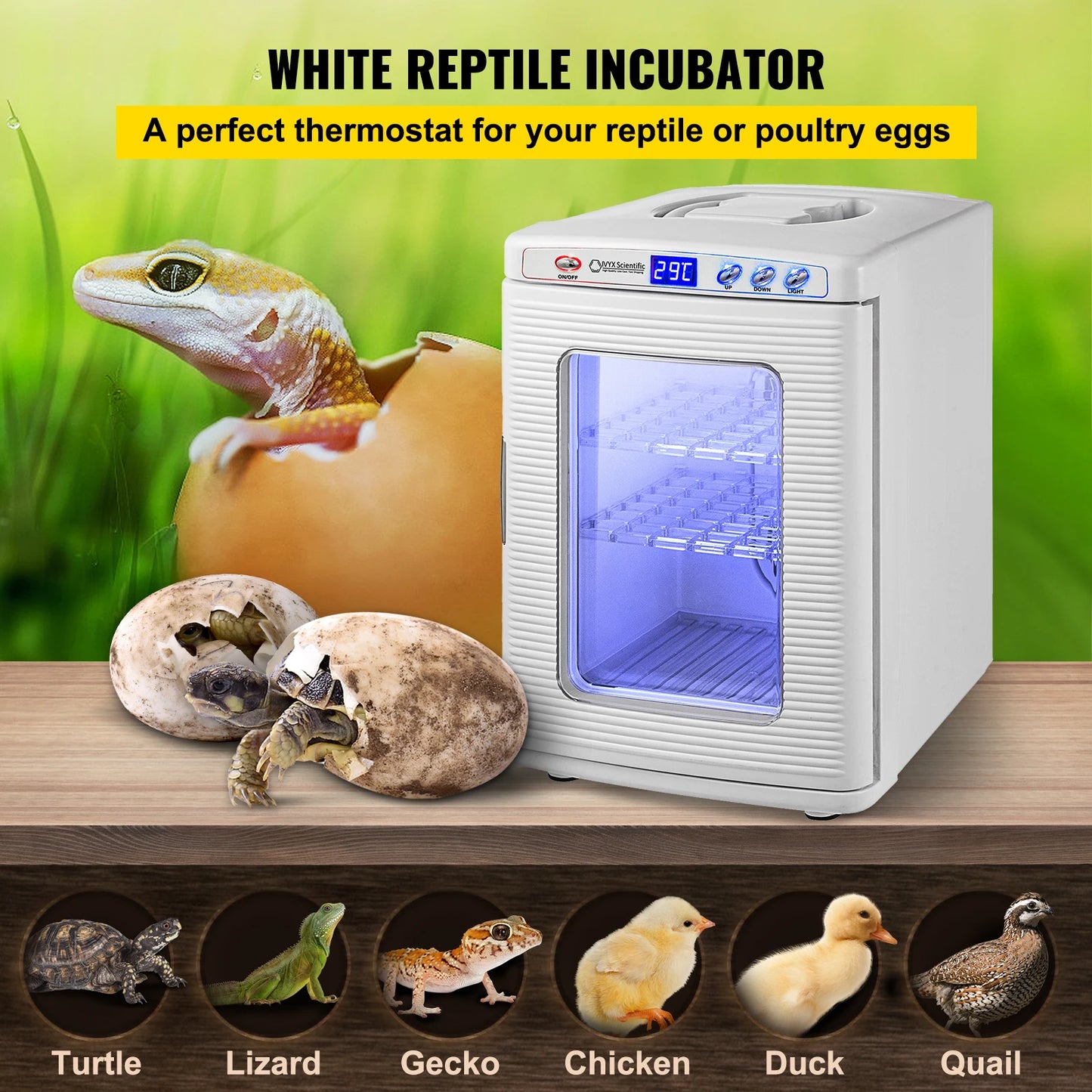 Reptile Incubator Automatic Hatchery For Eggs And Thermostats